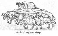 Norfolk Longhorn sheep may very well have been the breed